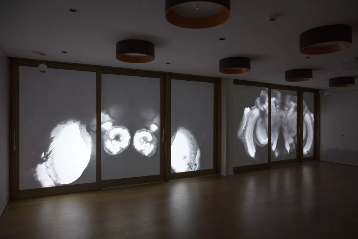 Biennale Images Vevey 2020